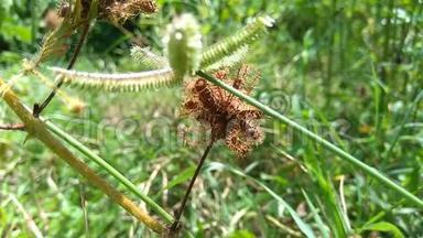 阴部含羞草又称敏感植物、困倦植物、行动植物、触痛植物、假牙植物、僵尸植物、害羞含羞草